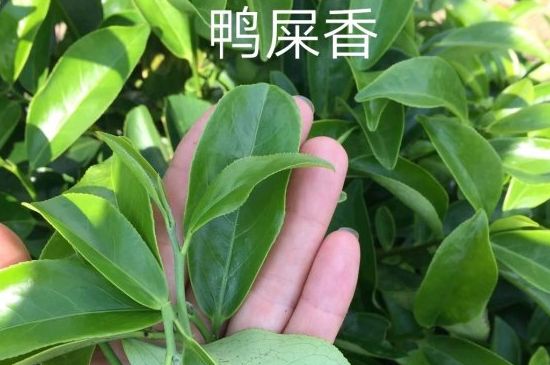 鴨屎香和大烏葉是同一種茶葉嗎，單叢大烏葉和鴨屎香有什么區(qū)別？