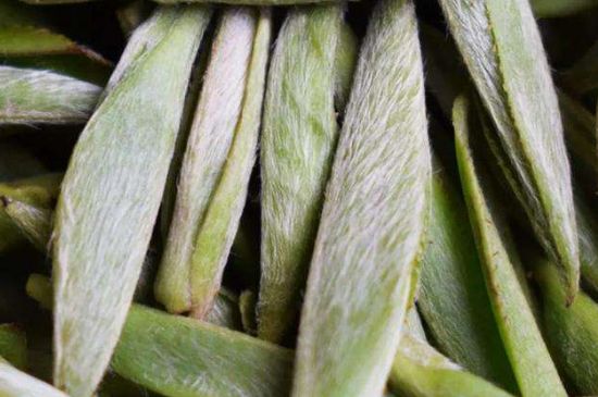 荒野銀針有什么特點，荒野銀針的味道口感咋樣？