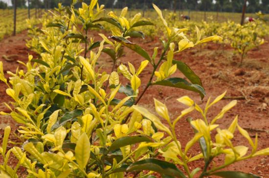 茶中奇葩黃金芽，安吉白茶中黃金芽的特點(diǎn)