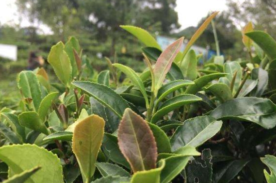 43號龍井屬于好茶嗎，龍井茶43號是什么意思？