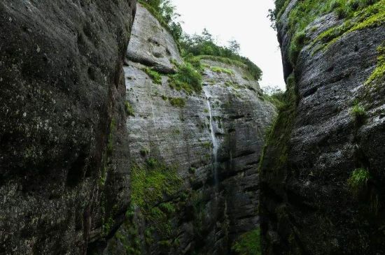 母樹大紅袍給誰(shuí)喝了，為什么母樹大紅袍叫三棵六株？