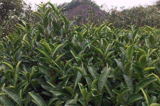 馬頭巖肉桂是大紅袍嗎，大紅袍肉桂屬于什么茶？