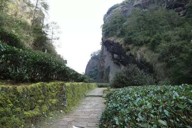 武夷山為什么盛產(chǎn)茶葉，武夷山茶為什么好喝？