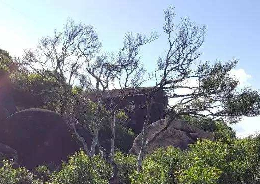 宋種一號價(jià)值為什么高，鳳凰單樅宋種1號價(jià)格與產(chǎn)量多少？