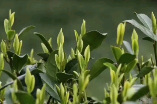 什么是雪前龍井茶，明前、雨前、雨后龍井有什么區(qū)別？