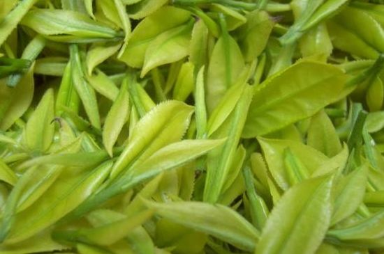 茶中奇葩黃金芽，安吉白茶中黃金芽的特點(diǎn)
