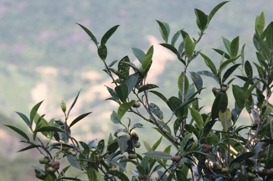 單叢茶十大香型以及常見品種大全，潮安鳳凰單樅十大名香歸類