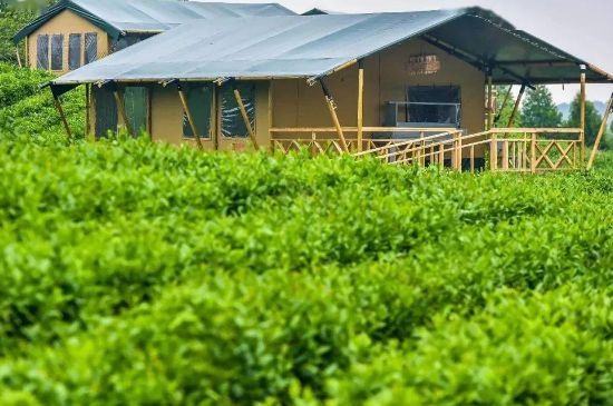 金壇雀舌算不算好茶，金壇雀舌屬于什么檔次茶葉？