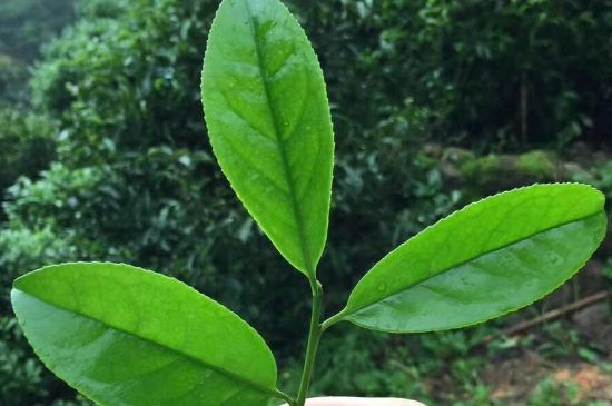 鋸朵仔跟鴨屎香哪個貴，鋸朵子和鴨屎香哪個好喝？