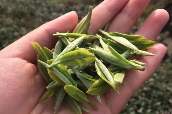 福建什么茶葉最出名，福建名茶有哪些？