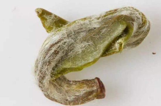 羊巖勾青是綠茶嗎，羊巖勾青茶屬于什么茶？