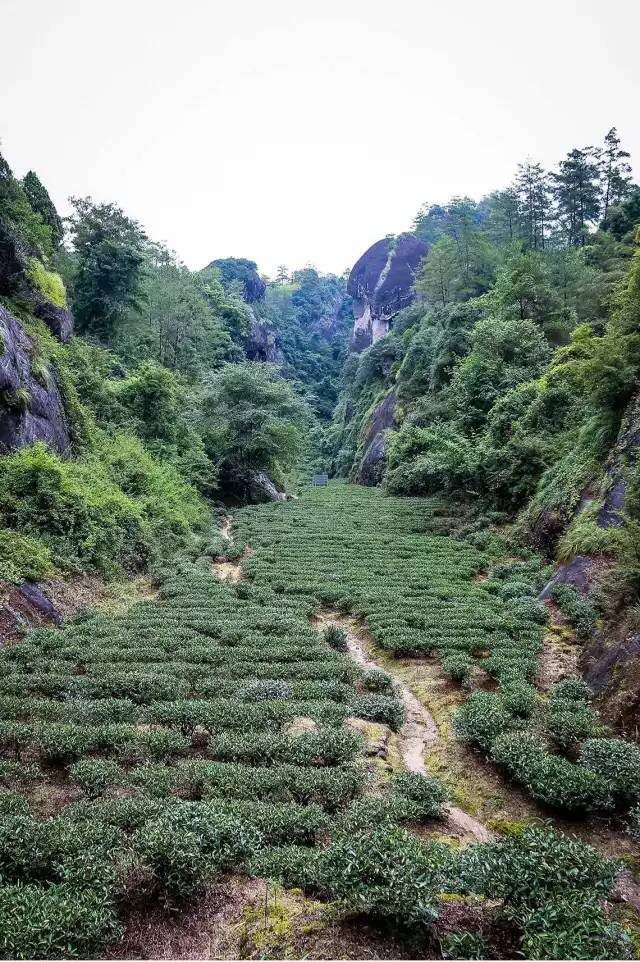 武夷山為什么盛產(chǎn)茶葉，武夷山茶為什么好喝？