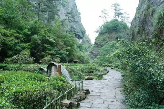 武夷山為什么盛產(chǎn)茶葉，武夷山茶為什么好喝？