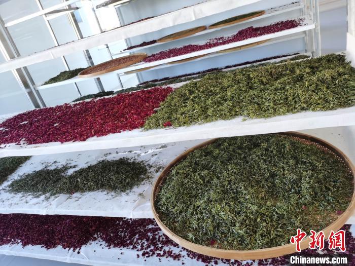 圖為王玲玲收購(gòu)的各種山茶?！⊥貘Q遠(yuǎn) 攝