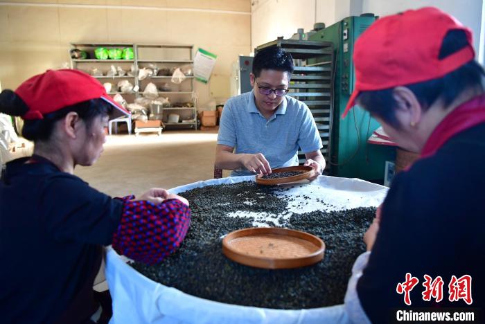 圖為張元豪在生產(chǎn)車間內(nèi)與工人一起查看茶葉品質(zhì)?！埍?攝