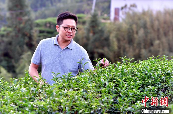 “臺二代”張元豪福建深山種茶十年：“來了，就對了”